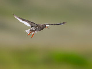 Common Redshank in Flight Over Green Background