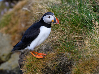 Atlantic Puffin Standing on Grass Covered Rock