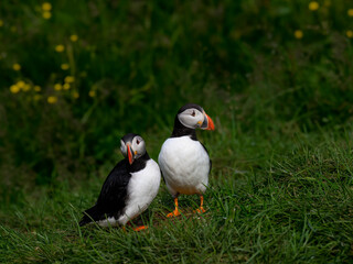 Two Atlantic Puffins Standing on Green Grassland