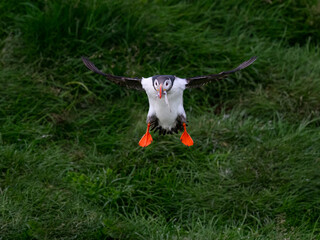 Atlantic Puffin Flying Over Green Grassland
