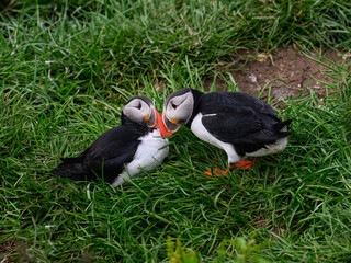 Two Atlantic Puffins Nesting on Green Grass in Summer