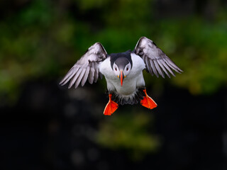Atlantic Puffin in Flight Against Dark Green Background