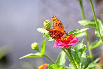 Orange Gulf fritillary butterfly pollinating on pink Zinnia flower. 