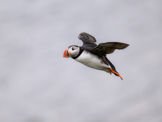Atlantic Puffin in Flight Over Ocean Waters