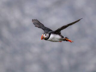 Atlantic Puffin in Flight Over Ocean Waters