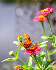 Orange Gulf fritillary butterfly pollinating on pink Zinnia flower. 