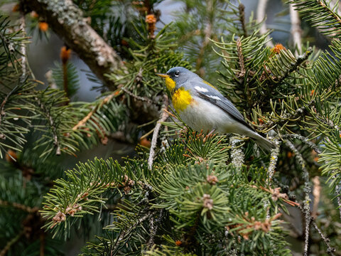 Northern Parula Perched on Evergreen Branch in Spring