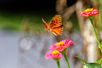 Orange Gulf fritillary butterfly pollinating on pink Zinnia flower. 