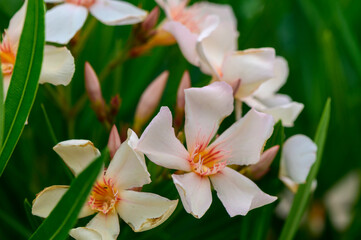 Oleander Flowers Blooming in Cyprus