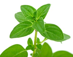 Obraz premium Close-up of fresh oregano leaves