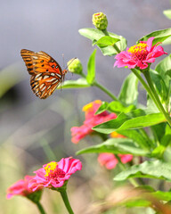 Orange Gulf fritillary butterfly pollinating on pink Zinnia flower. 