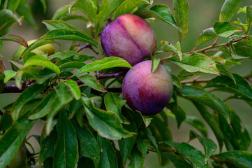 Closeup of Ripe Plums on Branches in Cyprus