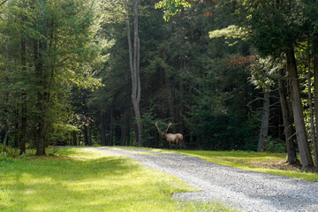 Large bull elk along a gravel driveway. Nature, Pennsylvania elk.