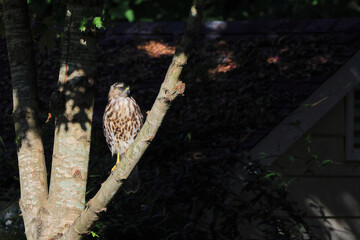 Copper hawk perched in tree hunting prey. 