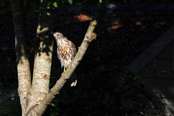 Copper hawk perched in tree hunting prey. 