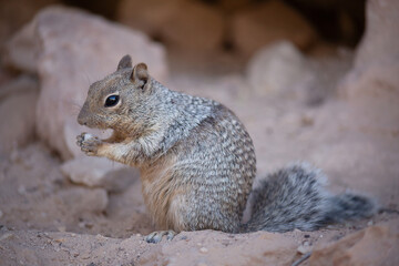 Lone rock squirrel (Otospermophilus variegatus), Grand Canyon