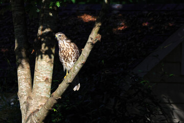 Copper hawk perched in tree hunting prey. 