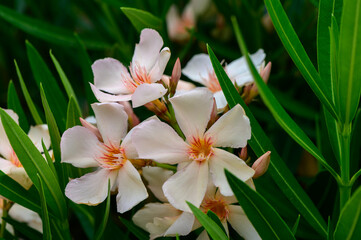Pink Oleander Blossoms in Cyprus Garden