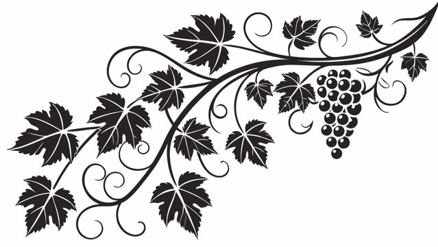 Vintage black and white grape vine illustration with leaves and grapes decorative vector flourish design element for wine