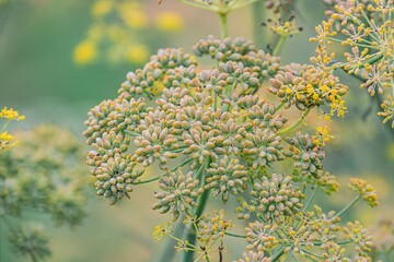 Close-up view of a spherical, pale yellow flowering plant with delicate leaves and soft, diffused...