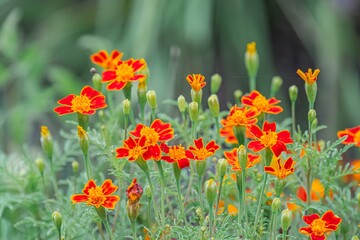 Close-up view of vibrant flower garden bed, featuring red and orange flowers with intricate patterns, surrounded by lush green foliage Variety in heights and stages of blooms, soft lighting enhancin