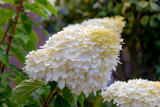 Selective focus bushes of Hydrangea paniculata flowers in the garden, White cream hortensia, Panicled hydrangea is a species of flowering plant in the family Hydrangeaceae, Natural floral background.