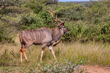 kudu bull, in the african bush between the shrubs, sunny day, male antelope with large horns