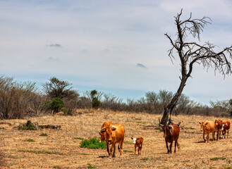 African village, cattle walking in a row on dry land, dead tree prolonged drought , bush with shrubs