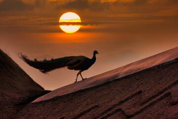 Naklejka premium single peacock silhouette walking on a thatched roof at night, dusk and moon light