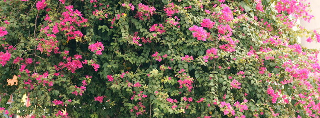 Vibrant pink bougainvillea flowers covering a lush green bush. Beautiful floral background or wide panoramic banner for nature and gardening concepts. © SimpleDesignStudio