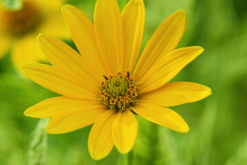 Macro photo of a yellow flower on a blurred green background.