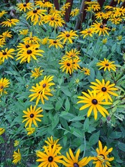 yellow rudbekia flowers background © MeAnn Rū