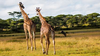 Two giraffes walking in open savanna in Serengeti, Tanzania (Giraffa camelopardalis)