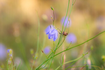 Flower Close Up