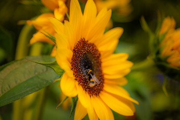 Sunflower with a bee