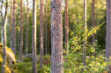 Wood focus
