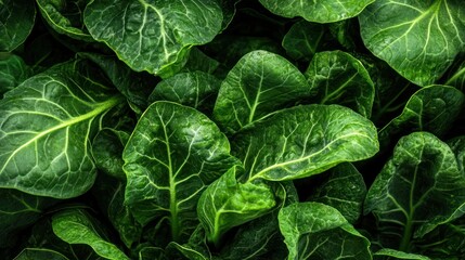 Fototapeta premium Close up fresh green leaves textured surface