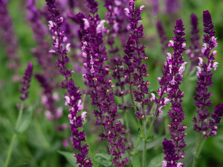 purple sage flowers in the garden