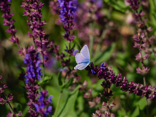butterfly on a flower
