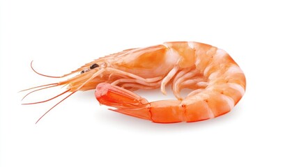 Cooked shrimp on white background