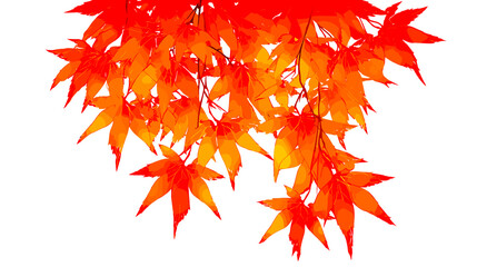 紅葉の秋を彩るモミジのベクターイラスト	
