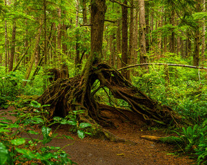 Exposed tree roots in Olympic National Park