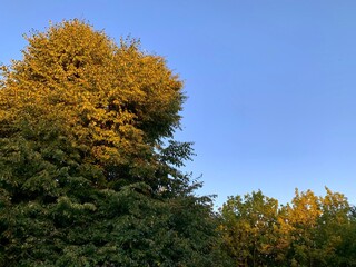 Fototapeta premium Green crown of linden. The warm rays of the sun shine on the tree. Golden Hour. Warm sunlight. Medicinal plant. A green tree against the background of a blue sky. 