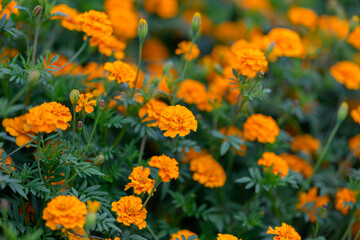 Bright orange marigold flowers blooming in summer garden, close up of vibrant calendula blossoms with green leaves, floral background for nature, gardening and ornamental plants
