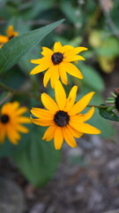 yellow flower in the garden