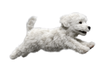 Cute puppy in running pose transparent background