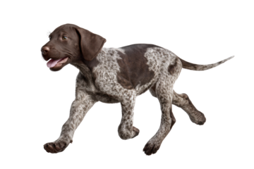 Cute puppy in running pose transparent background