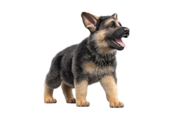 Cute puppy in running pose transparent background