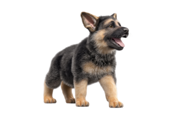 Cute puppy in running pose transparent background