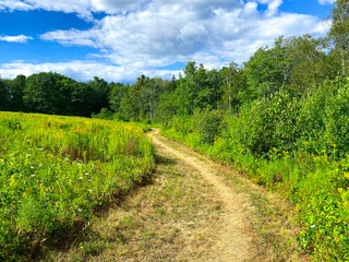 Grass walking path in an open field with bright blue sky and clouds in background. Open field with yellow flowers on  bright sunny day. Country meadow view with foot path